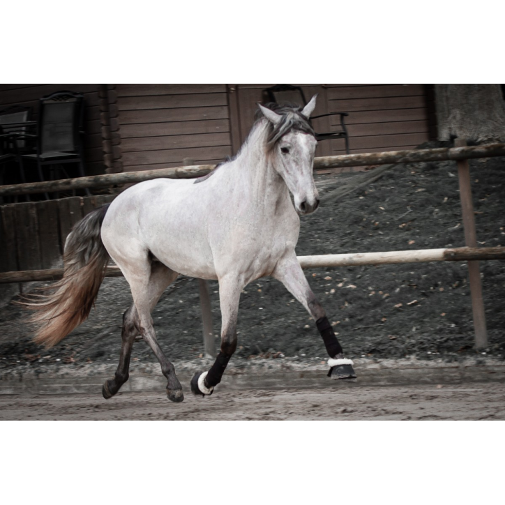 Étalon 2017 monté