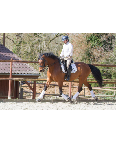 Hongre cavalier junior au Luxembourg