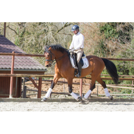 Hongre cavalier junior au Luxembourg