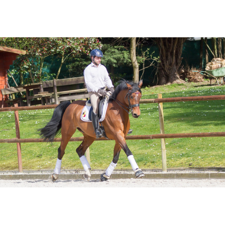 Hongre cavalier junior au Luxembourg