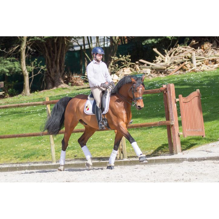 Hongre cavalier junior au Luxembourg