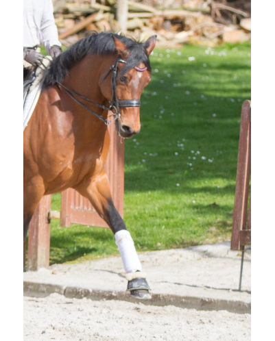Hongre cavalier junior au Luxembourg