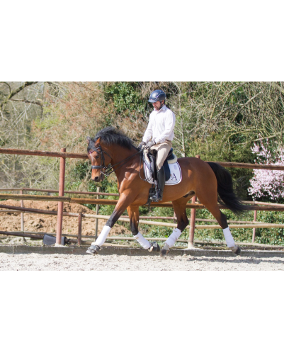 Hongre cavalier junior au Luxembourg