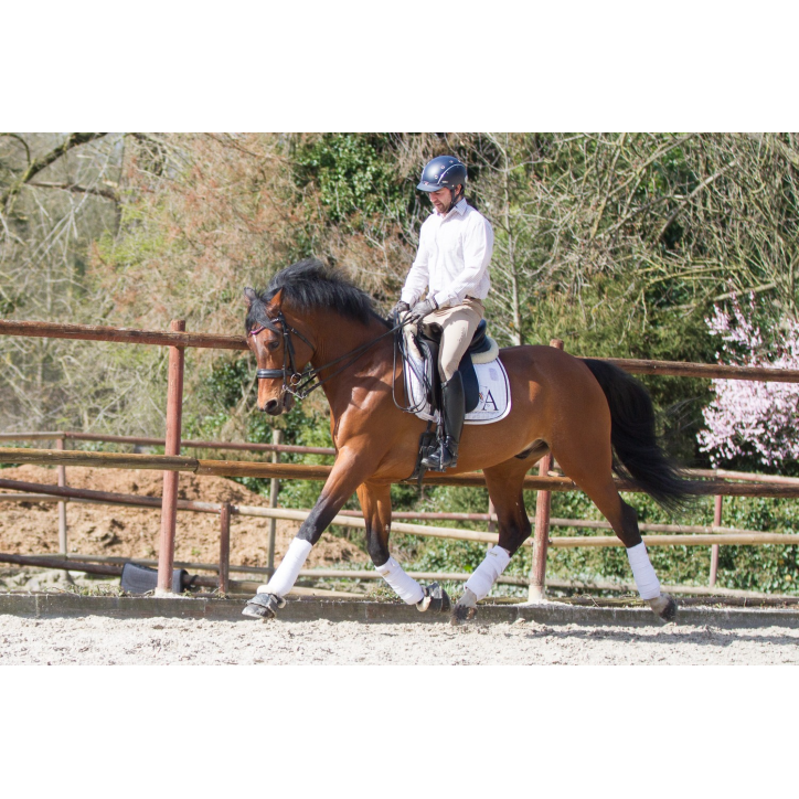 Hongre cavalier junior au Luxembourg