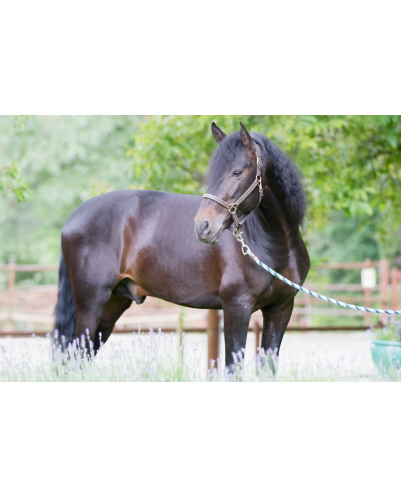 Etalon de Dressage niveau 4