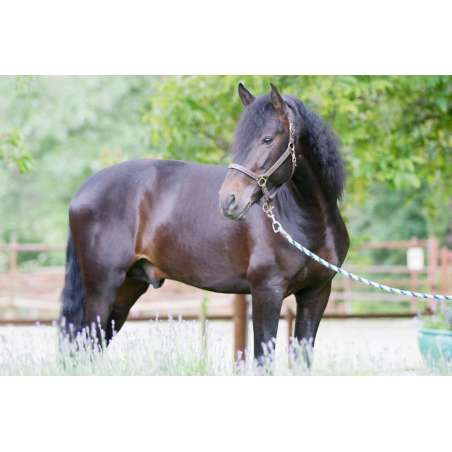 Etalon de Dressage niveau 4