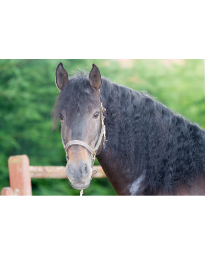 Etalon de Dressage niveau 4
