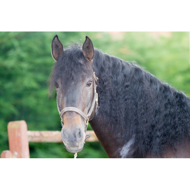 Etalon de Dressage niveau 4 Etalon de Dressage niveau 4