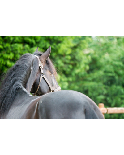 Etalon de Dressage niveau 4