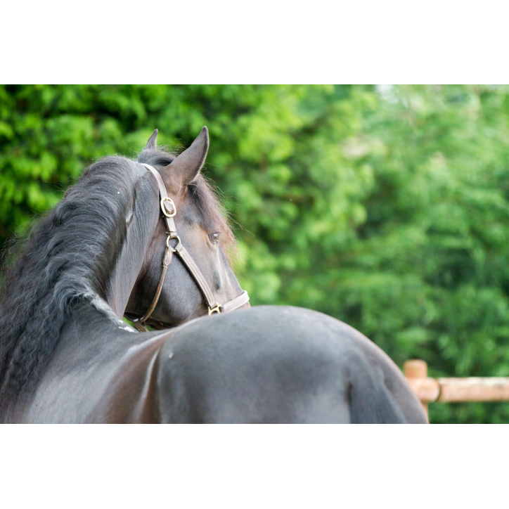 Etalon de Dressage niveau 4 Etalon de Dressage niveau 4