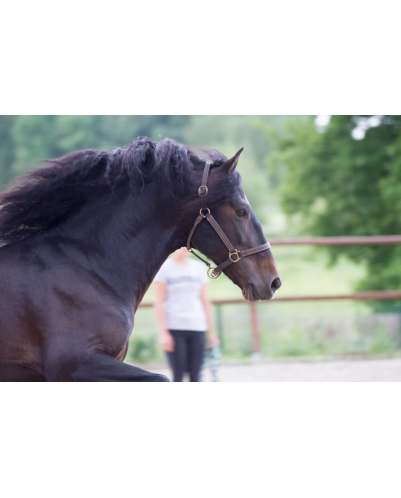 Etalon de Dressage niveau 4