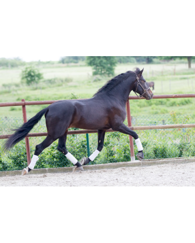 Etalon de Dressage niveau 4