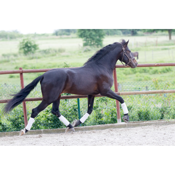 Etalon de Dressage niveau 4 Etalon de Dressage niveau 4
