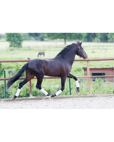 Etalon de Dressage niveau 4