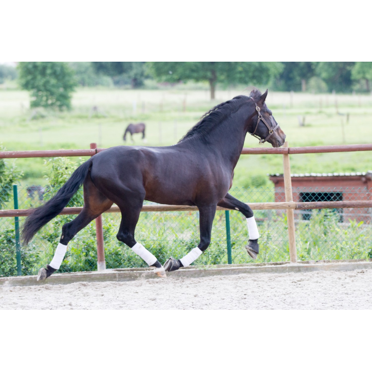 Etalon de Dressage niveau 4 Etalon de Dressage niveau 4