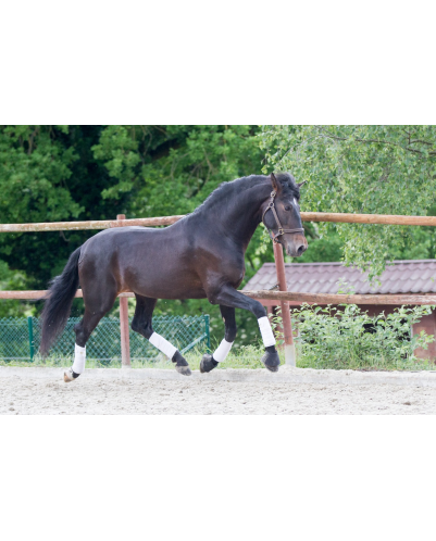 Etalon de Dressage niveau 4