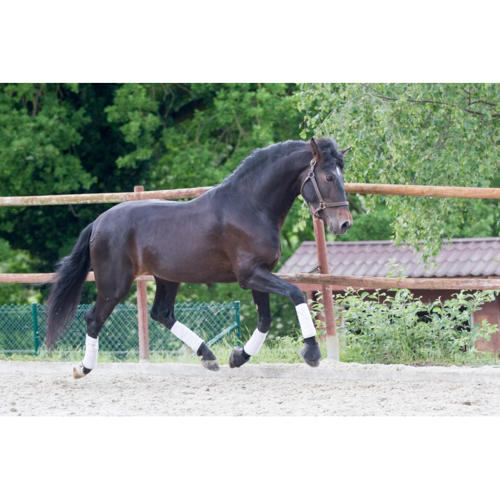 Etalon de Dressage niveau 4 Etalon de Dressage niveau 4