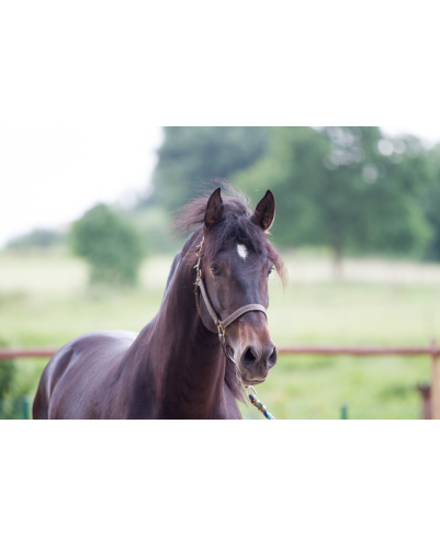 Etalon de Dressage niveau 4