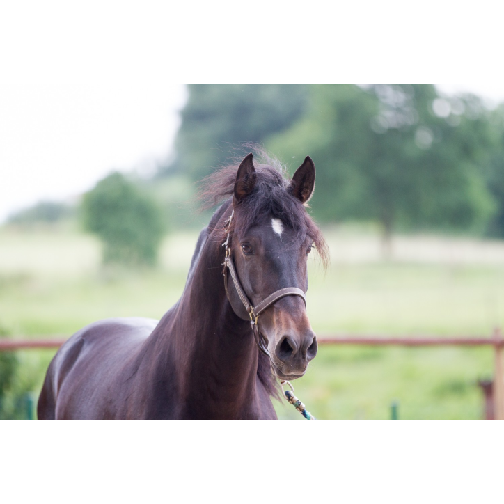Etalon de Dressage niveau 4 Etalon de Dressage niveau 4
