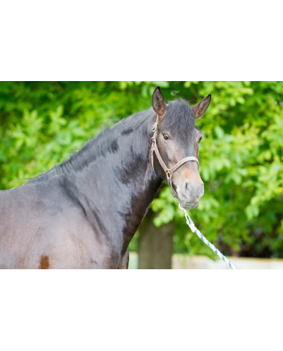 Etalon de Dressage niveau 4