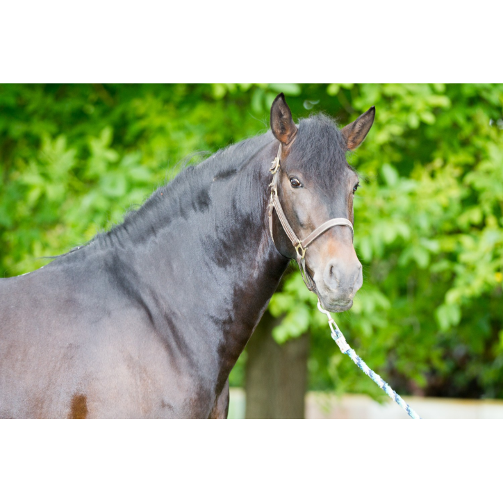 Etalon de Dressage niveau 4 Etalon de Dressage niveau 4