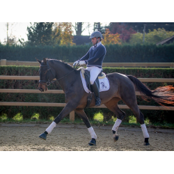 Jument dressage Finlande