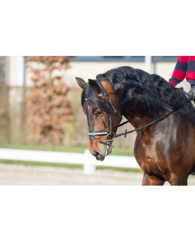 Etalon Dressage USA