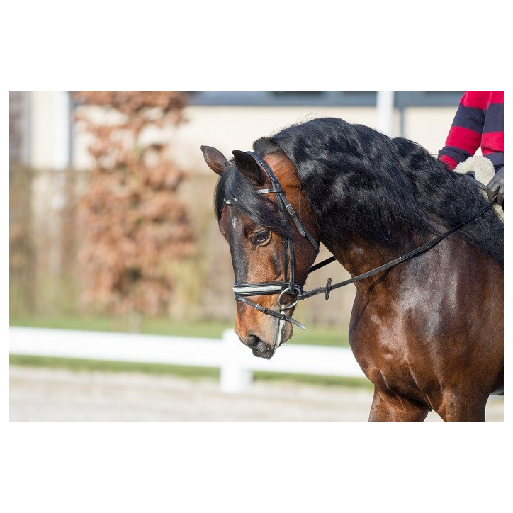 Etalon Dressage USA