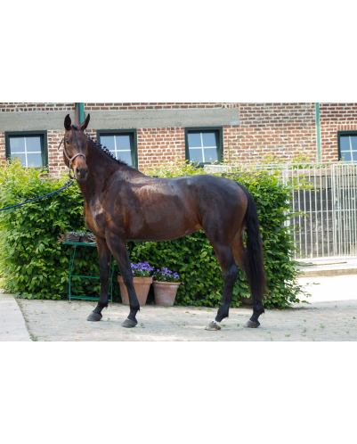 Jument dressage Finlande