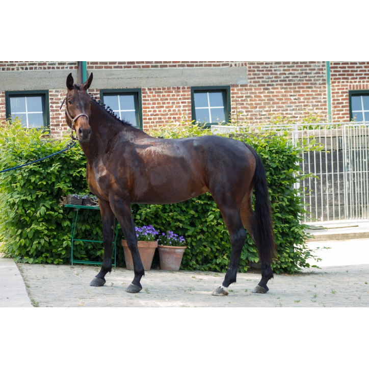 Jument dressage Finlande Jument dressage Finlande