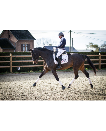 Jument dressage Finlande