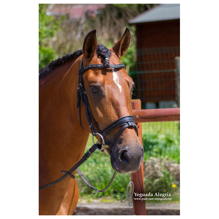 Hongre niv Inter I Hongre niv Inter I