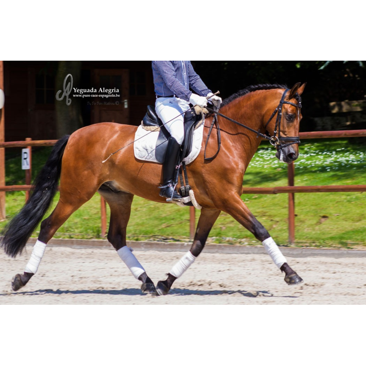 Hongre niv Inter I Hongre niv Inter I