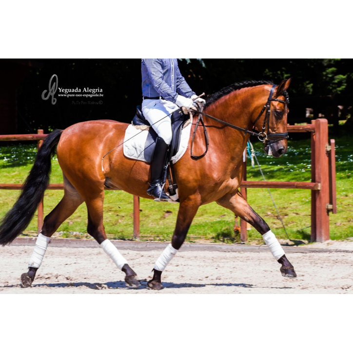 Hongre niv Inter I Hongre niv Inter I