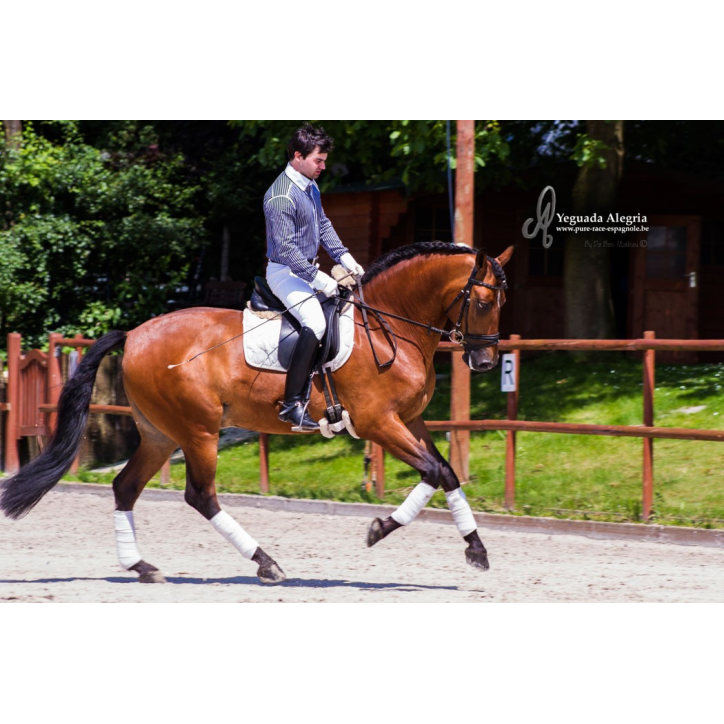 Hongre niv Inter I Hongre niv Inter I