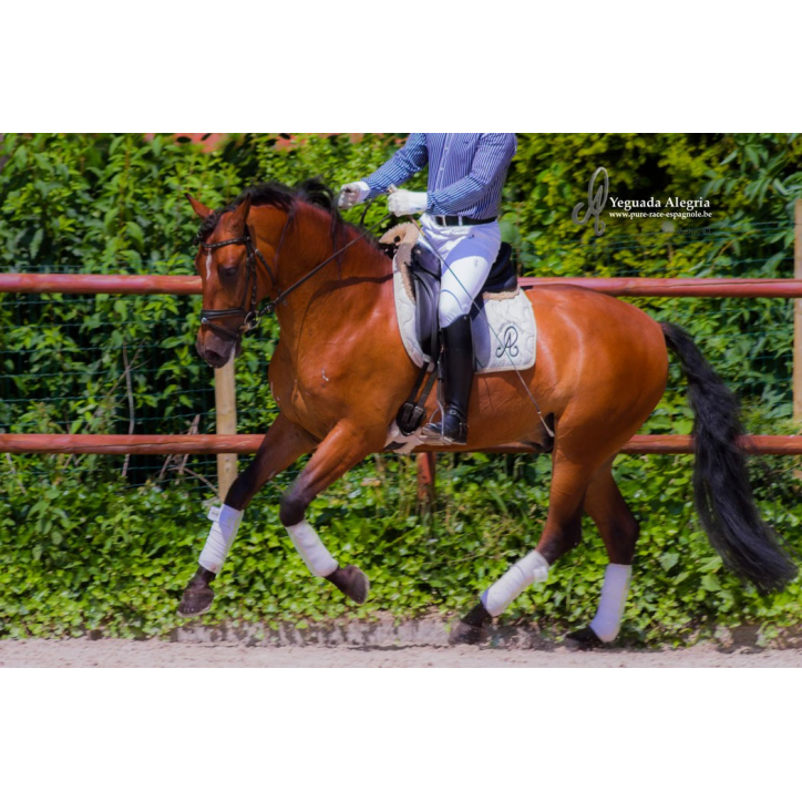 Hongre niv Inter I Hongre niv Inter I