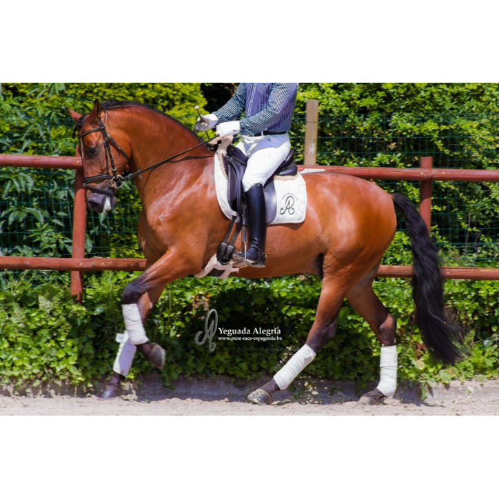 Hongre niv Inter I Hongre niv Inter I