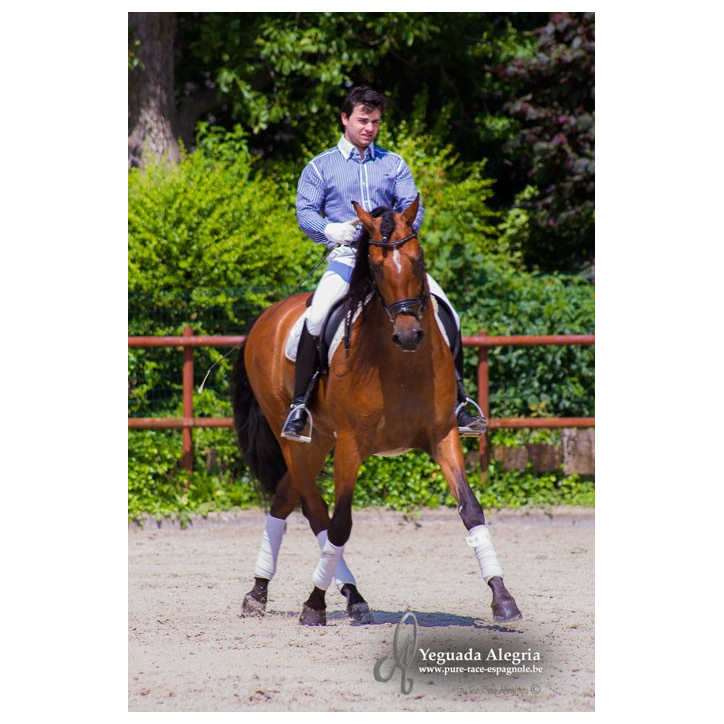 Hongre niv Inter I Hongre niv Inter I