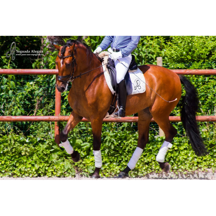 Hongre niv Inter I Hongre niv Inter I