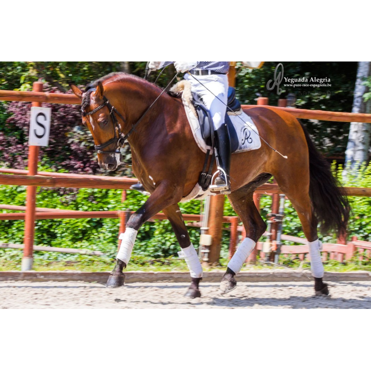 Hongre niv Inter I Hongre niv Inter I