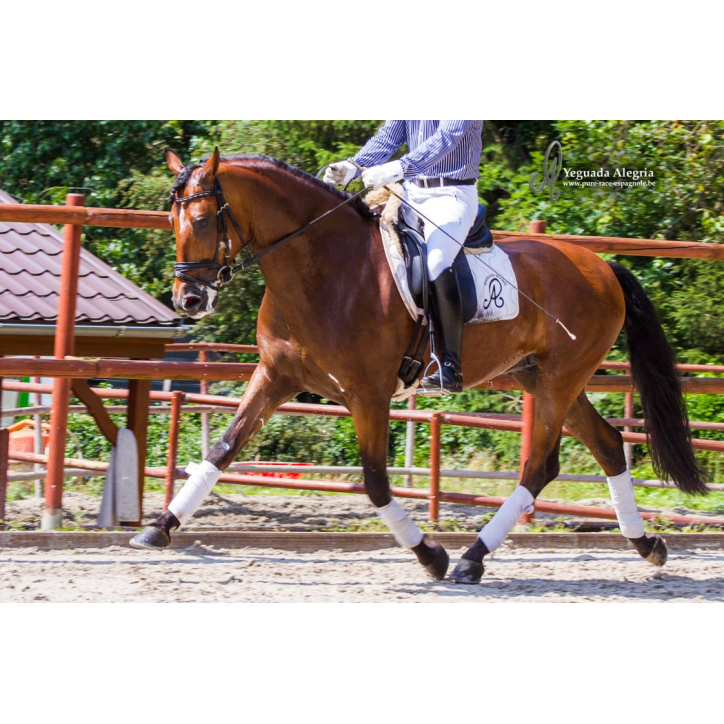 Hongre niv Inter I Hongre niv Inter I