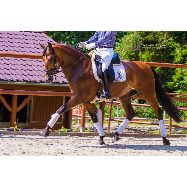 Hongre niv Inter I Hongre niv Inter I