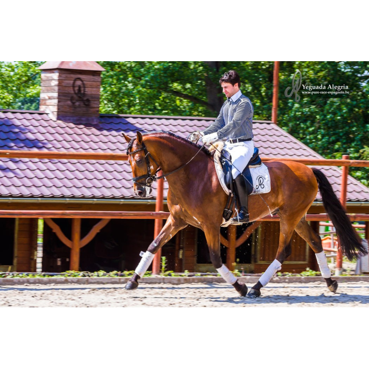 Hongre niv Inter I Hongre niv Inter I