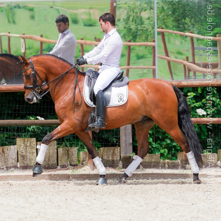 Hongre niv Inter I Hongre niv Inter I