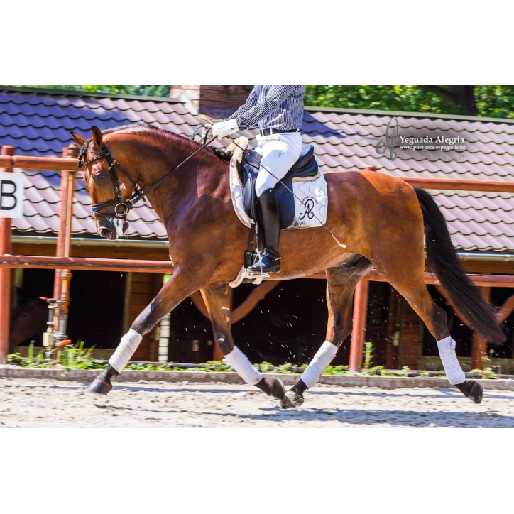 Hongre niv Inter I Hongre niv Inter I