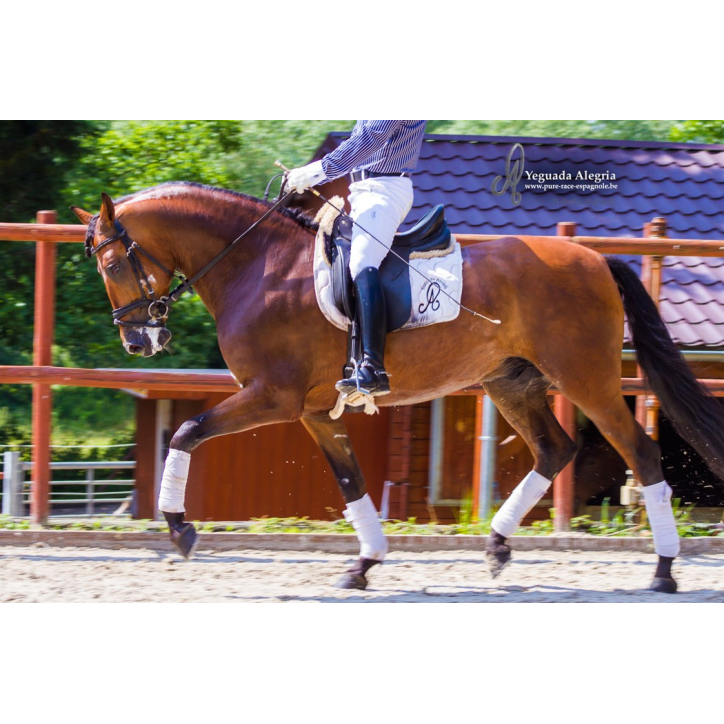 Hongre niv Inter I Hongre niv Inter I