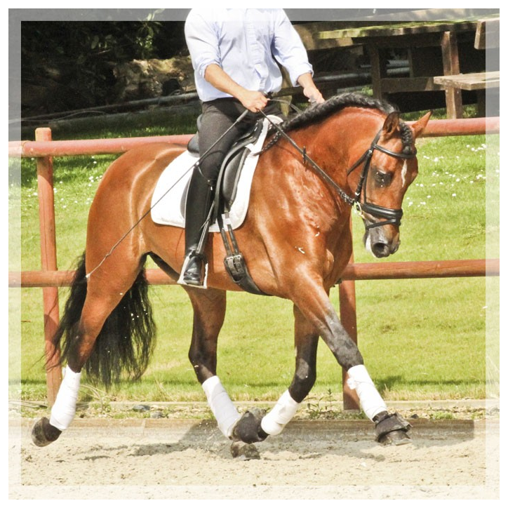 Hongre niv Inter I Hongre niv Inter I