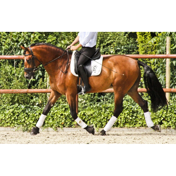 Hongre niv Inter I Hongre niv Inter I