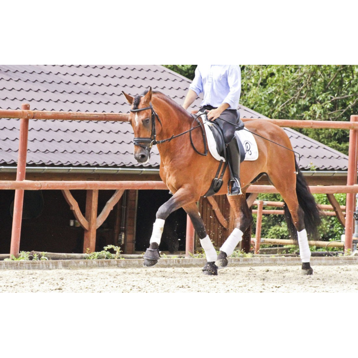 Hongre niv Inter I Hongre niv Inter I