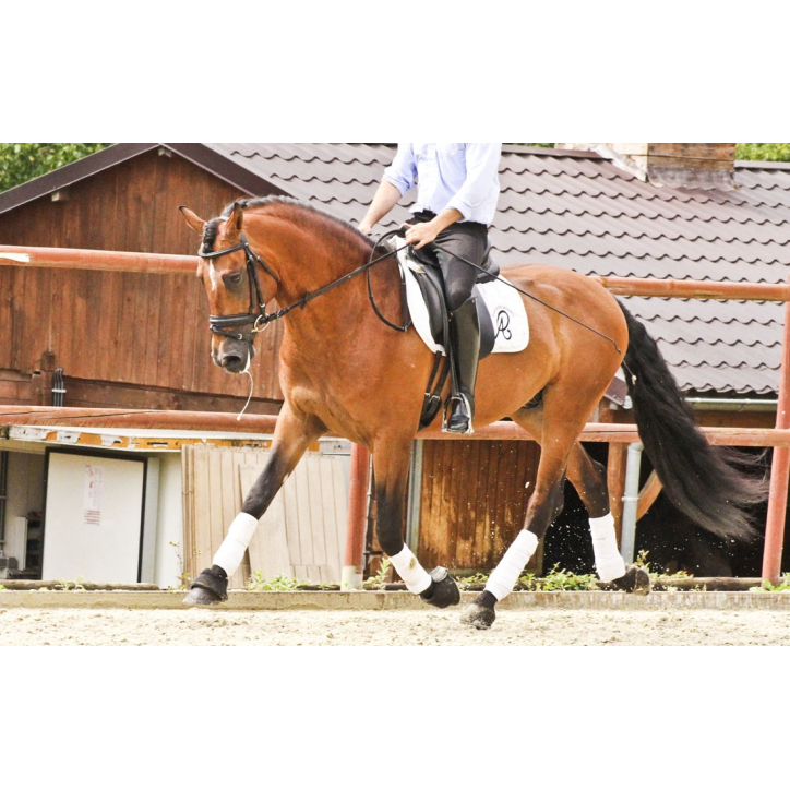 Hongre niv Inter I Hongre niv Inter I